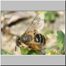 Andrena flavipes - Sandbiene w17a 9mm OS-Hasbergen-Lehmhuegel.jpg
